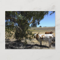 Postcard: Arrojar bajo el árbol en Paso Robles, CA