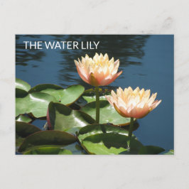 Postal POSTCARD Artistic Photography The Water Lily