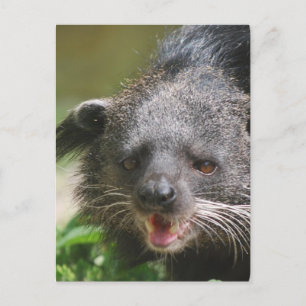 Postal Postcard Binturong