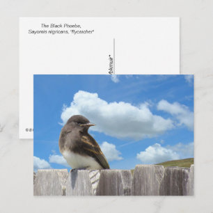 Postal Postcard - Black Phoebe en la cerca