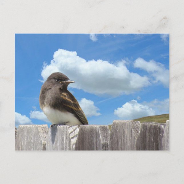 Postal Postcard - Black Phoebe en la cerca (Anverso)