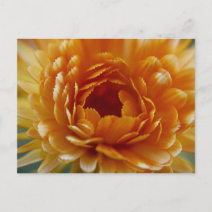 Postal POSTCARD - Bloom del desierto