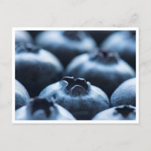 Postal Postcard - Blueberries