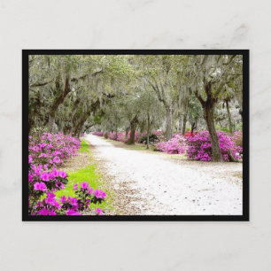 Postal Postcard - Bonaventure Azaleas