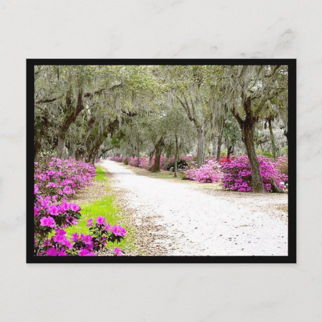 Postal Postcard - Bonaventure Azaleas (Anverso)