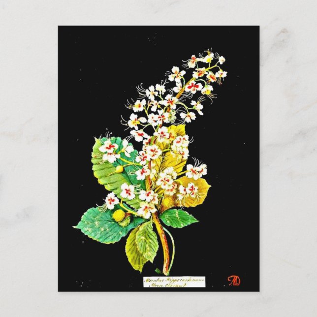 Postal Postcard-Botanical Art-Mary Delany 11 (Anverso)