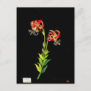 Postal Postcard-Botanical Art-Mary Delany 12