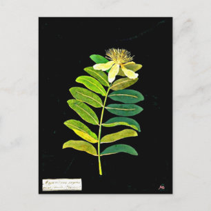 Postal Postcard-Botanical Art-Mary Delany 13