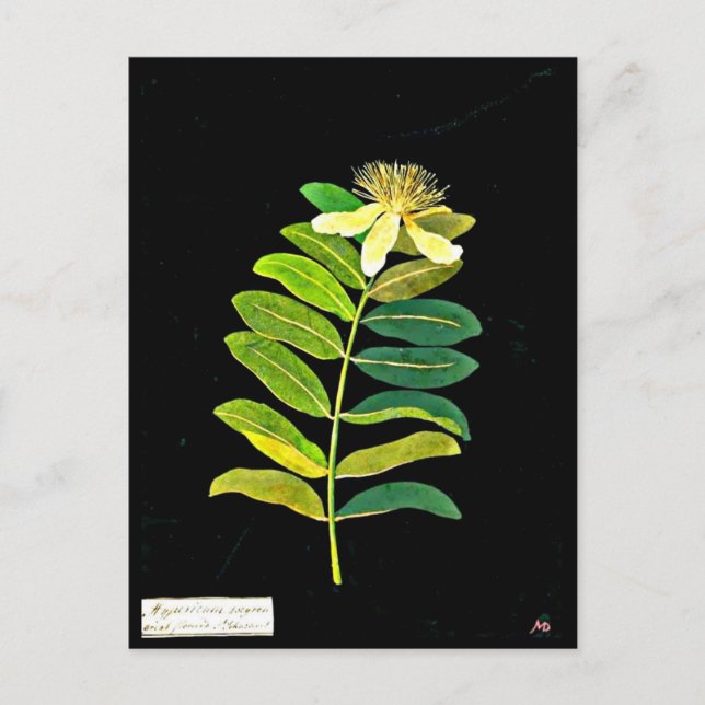 Postal Postcard-Botanical Art-Mary Delany 13 (Anverso)