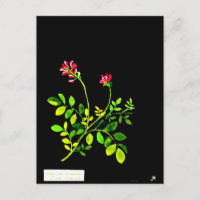 Postcard-Botanical Art-Mary Delany 15