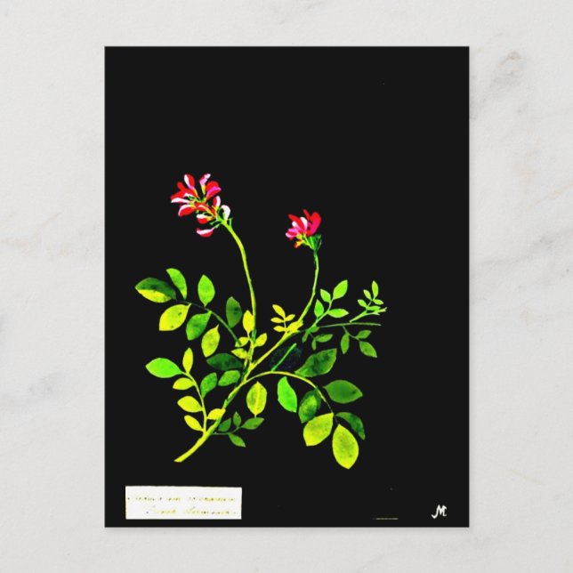 Postal Postcard-Botanical Art-Mary Delany 15 (Anverso)