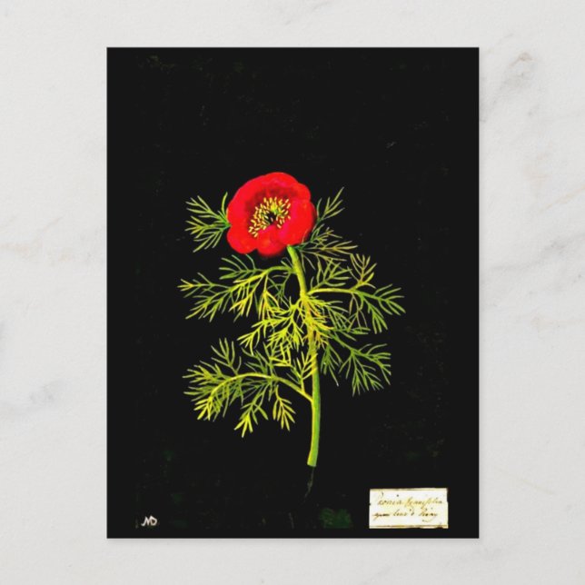 Postal Postcard-Botanical Art-Mary Delany 18 (Anverso)