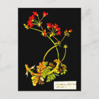 Postcard-Botanical Art-Mary Delany 19