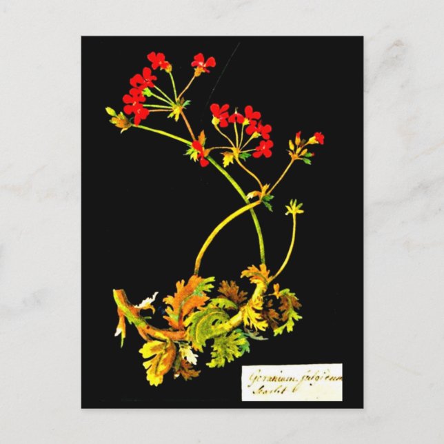 Postal Postcard-Botanical Art-Mary Delany 19 (Anverso)