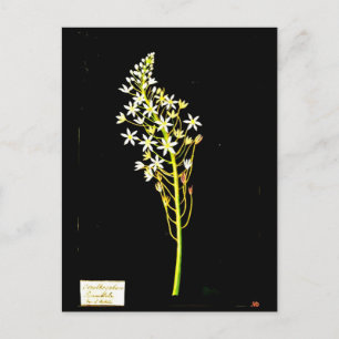 Postal Postcard-Botanical Art-Mary Delany 2
