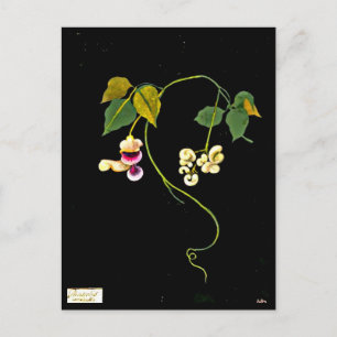 Postal Postcard-Botanical Art-Mary Delany 5