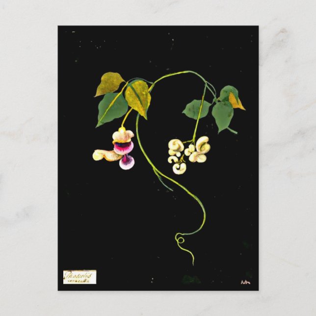 Postal Postcard-Botanical Art-Mary Delany 5 (Anverso)