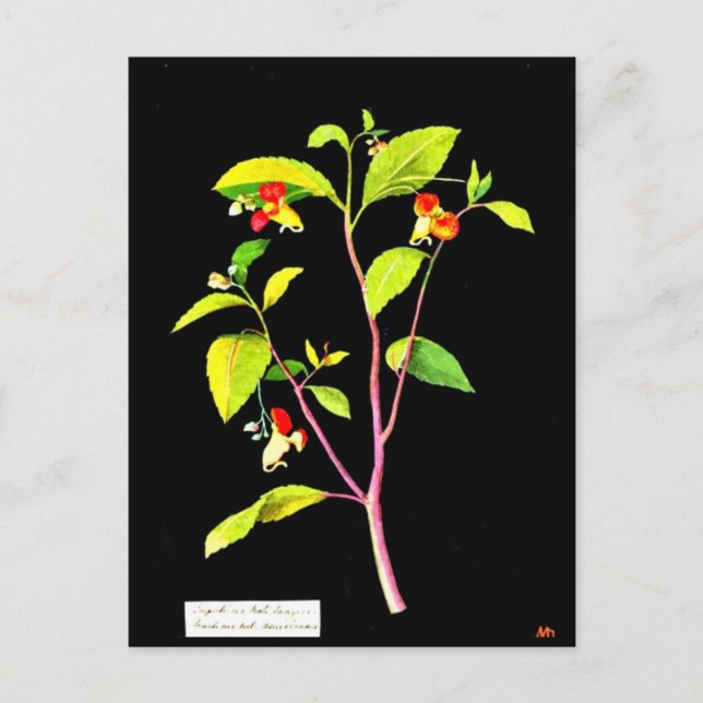 Postal Postcard-Botanical Art-Mary Delany 7 (Anverso)