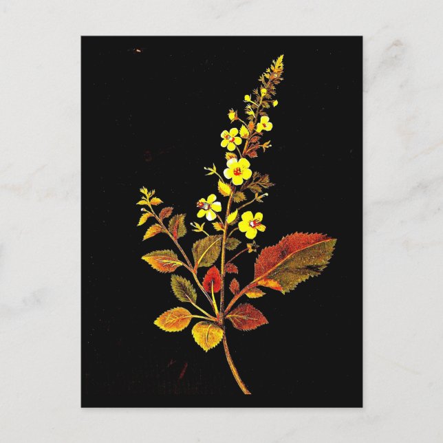 Postal Postcard-Botanical Art-Mary Delany 8 (Anverso)