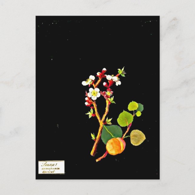 Postal Postcard-Botanical Art-Mary Delany 9 (Anverso)