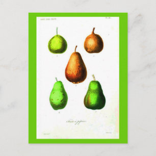 Postal Postcard-Botanicals-Pears 2