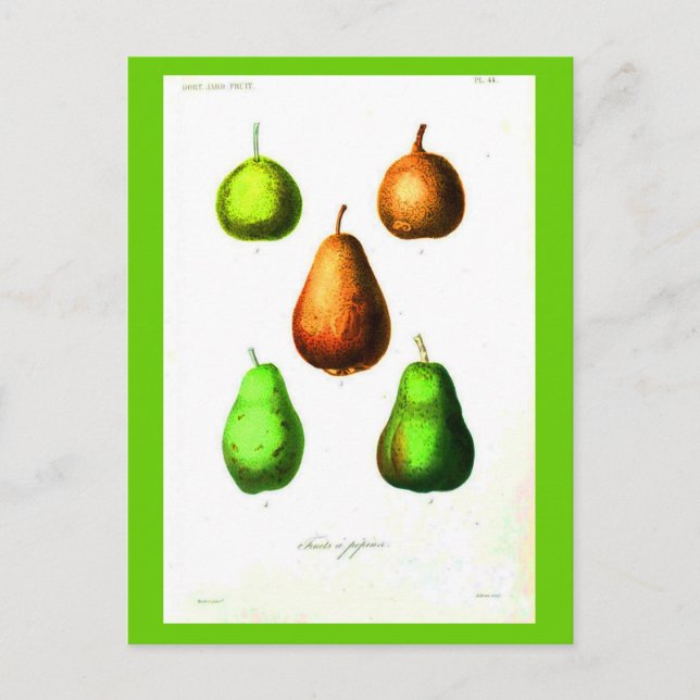 Postal Postcard-Botanicals-Pears 2 (Anverso)