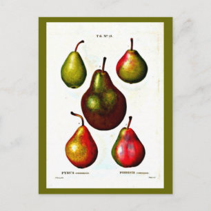 Postal Postcard-Botanicals-Pierre Joseph Redoute 11