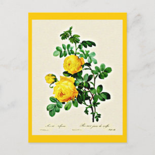 Postal Postcard-Botanicals-Pierre Joseph Redoute 13