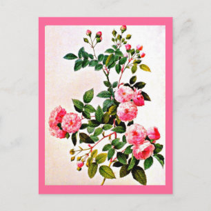 Postal Postcard-Botanicals-Pierre Joseph Redoute 14