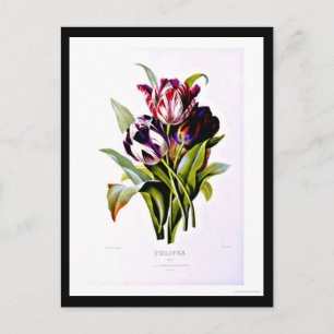 Postal Postcard-Botanicals-Pierre Joseph Redoute 15