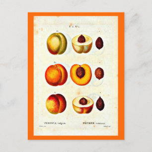 Postal Postcard-Botanicals-Pierre Joseph Redoute 17