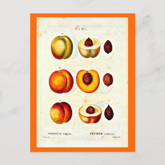 Postal Postcard-Botanicals-Pierre Joseph Redoute 17 (Anverso)