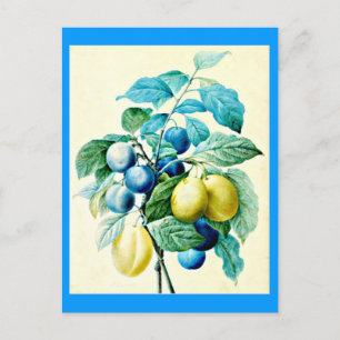 Postal Postcard-Botanicals-Pierre Joseph Redoute 21