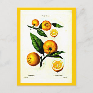 Postal Postcard-Botanicals-Pierre Joseph Redoute 23