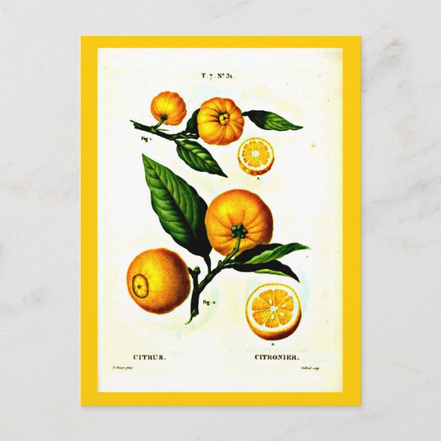 Postal Postcard-Botanicals-Pierre Joseph Redoute 23 (Anverso)