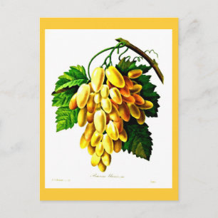 Postal Postcard-Botanicals-Pierre Joseph Redoute 3
