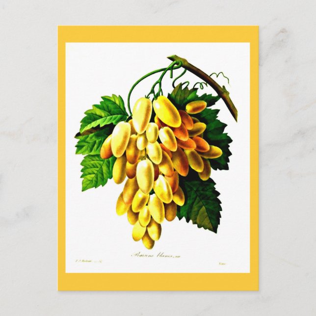 Postal Postcard-Botanicals-Pierre Joseph Redoute 3 (Anverso)