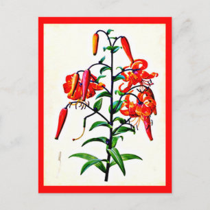 Postal Postcard-Botanicals-Pierre Joseph Redoute 4