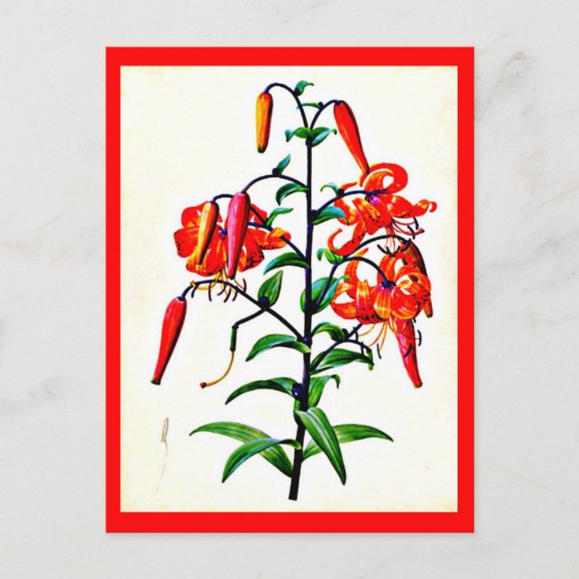 Postal Postcard-Botanicals-Pierre Joseph Redoute 4 (Anverso)