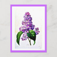 Postcard-Botanicals-Pierre Joseph Redoute 8