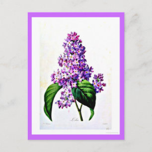 Postal Postcard-Botanicals-Pierre Joseph Redoute 8