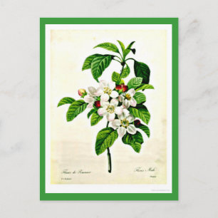 Postal Postcard-Botanicals-Pierre Joseph Redoute 9