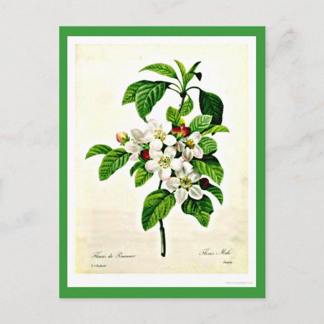 Postal Postcard-Botanicals-Pierre Joseph Redoute 9 (Anverso)