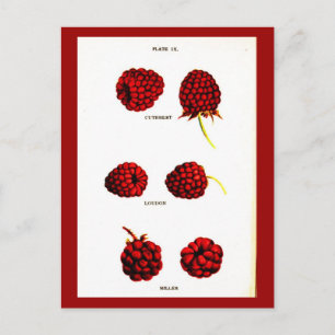 Postal Postcard-Botanicals-Raspberries