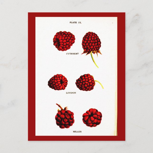Postal Postcard-Botanicals-Raspberries (Anverso)