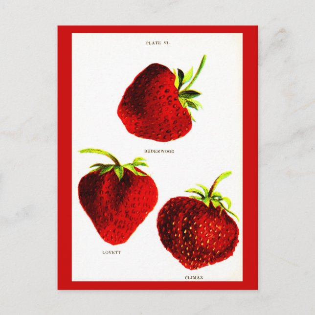 Postal Postcard-Botanicals-Strawberries (Anverso)