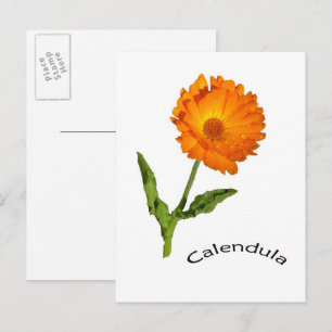 Postal Postcard - Calendula