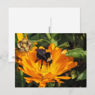 Postal Postcard - Calendula y Bee