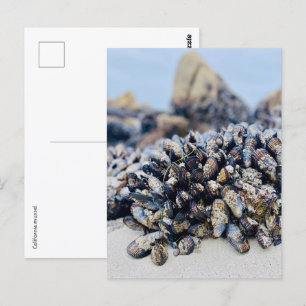 Postal Postcard - California Mussel