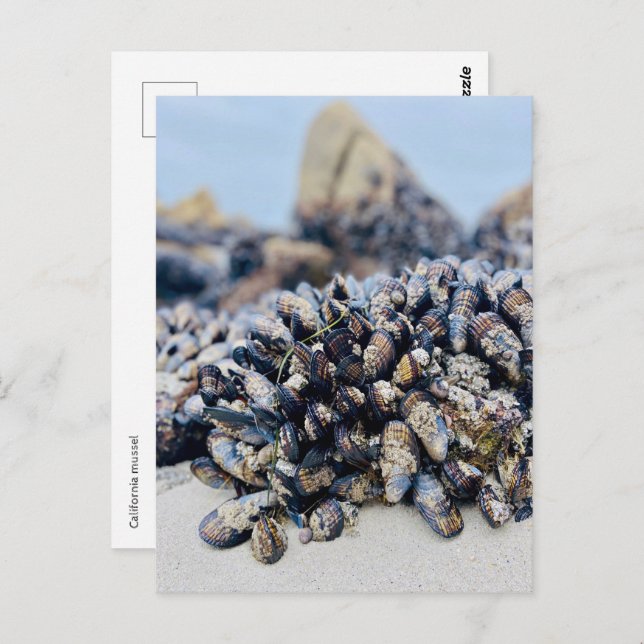 Postal Postcard - California Mussel (Anverso / Reverso)